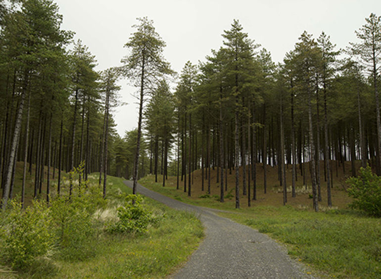 Pembrey forest with a trail