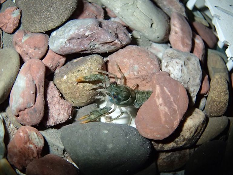 Crayfish under some stones