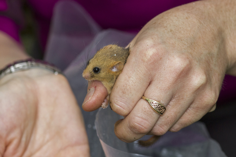 Woman holding a dormouse