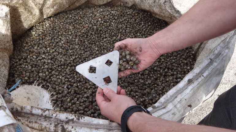 Container with illegally caught cockles from the Burry Inlet