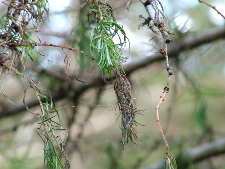 Tree branches show how healthy a tree is