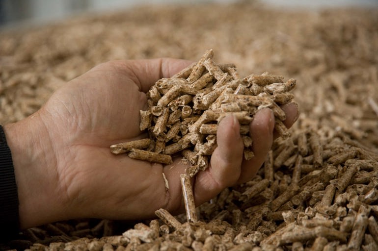 Hand holding wood chippings