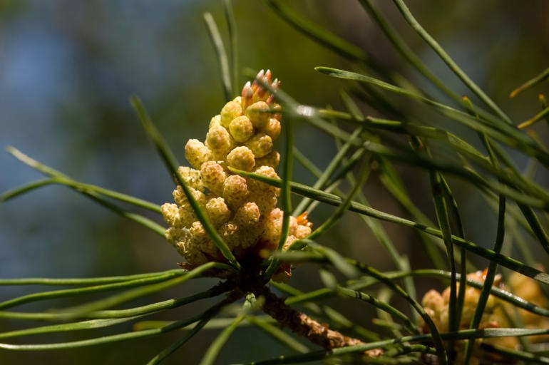 Pinus sylvestris flower