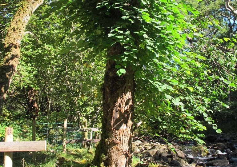 wych elm tree that is a host to a colony of the lichen