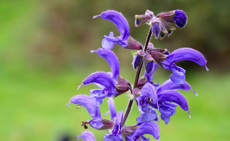 Purple meadow flower know as clary