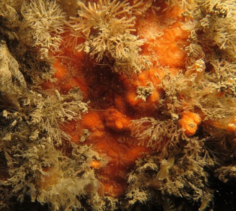 microciona