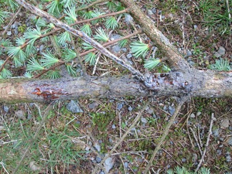 symptomau P. ramorum – resin yn gwaedu – cancrau resin ar ganghennau © CNC Sam Milner