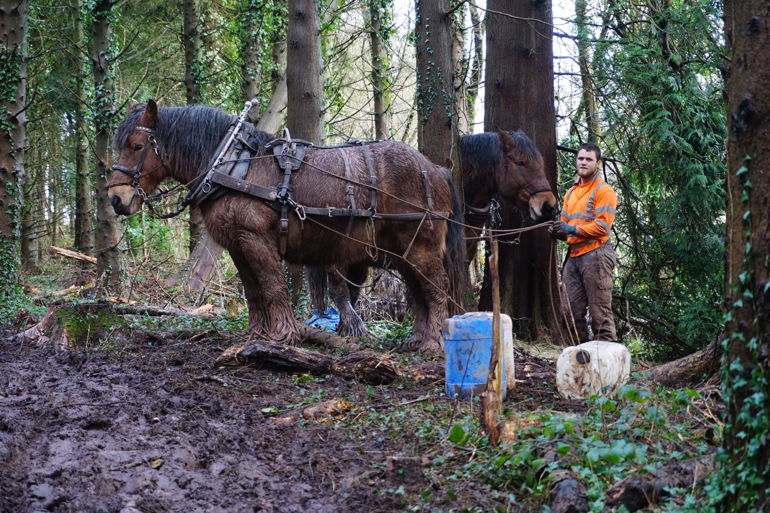 Man standing next to two horses