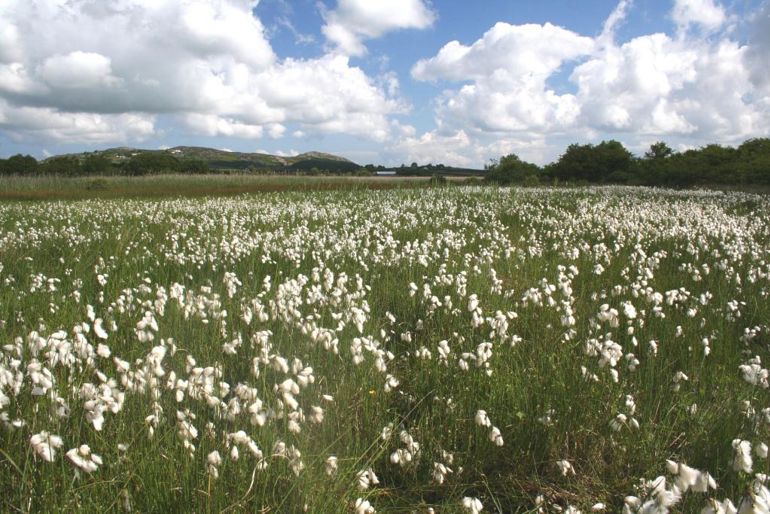 Eriophorum angustifolium at Tal y Llyn