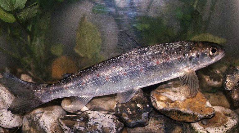 salmon smolt on some rocks