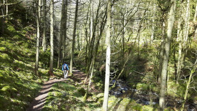 Person walking in the woods