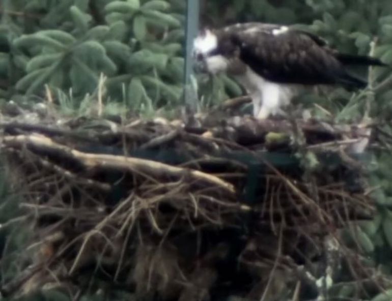 Osprey bird perched on the edge of her nest