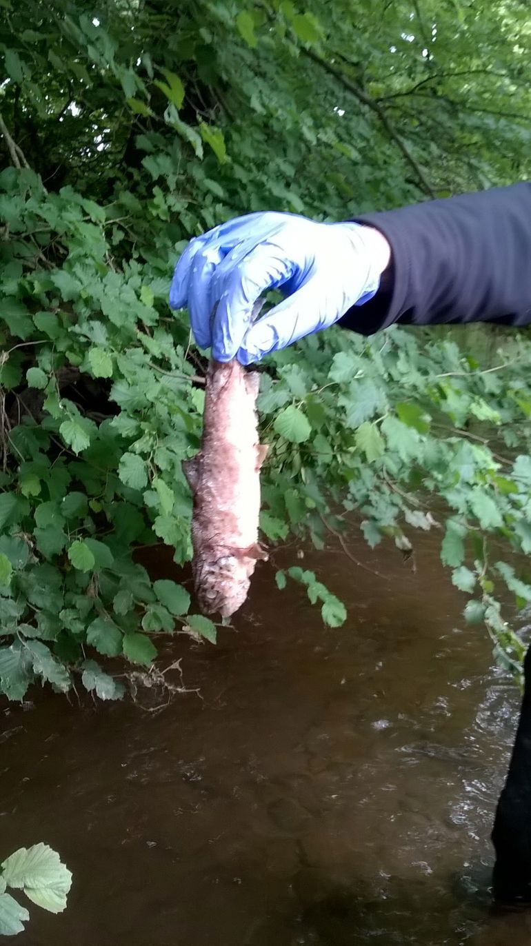 NRW officer holding a dead fish in the water