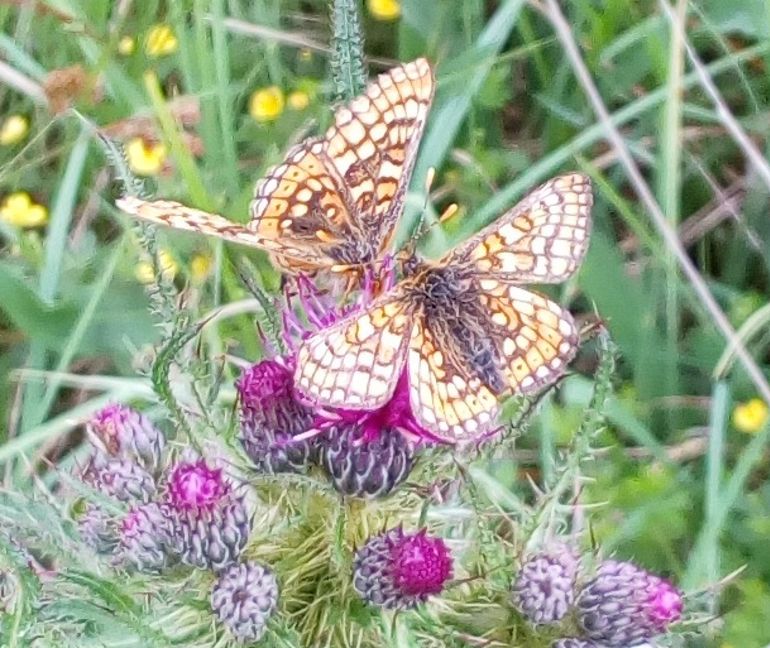 Butterflies sat on a purple flower
