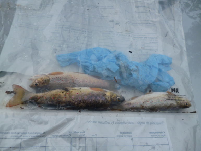 3 dead fish in a sample bag following a pollution incident