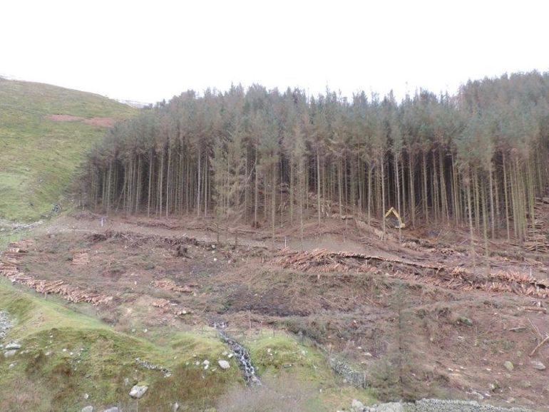 Cleared area of the forest following felling of a group of trees