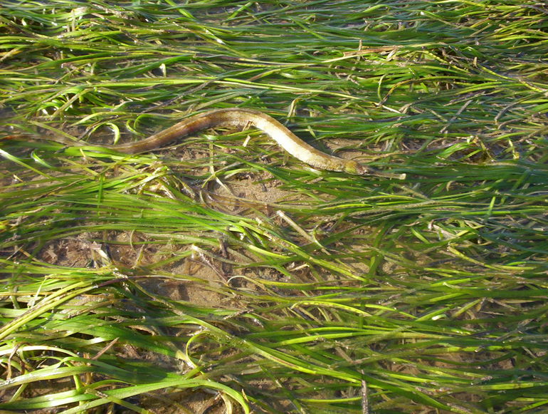 Seagrass bed at Porth Dinllaen with a Zostera pipefish