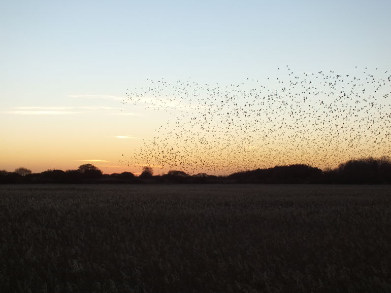 Shape in the sky made by Starlings