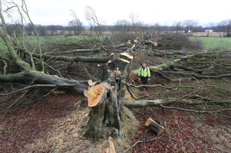 Image of trees that have been illegal felled