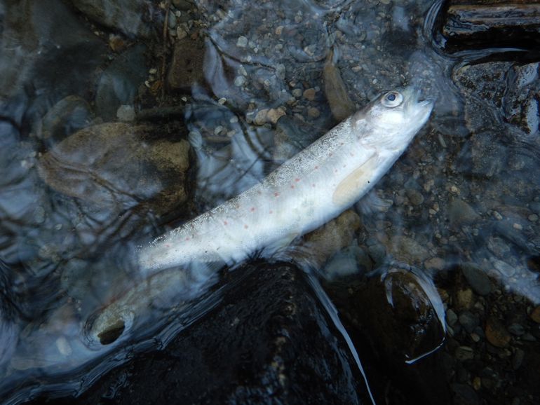 Fish that has been killed pollution incident on the rocks