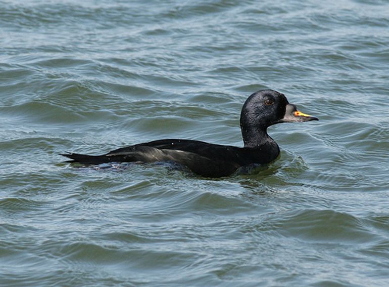 male comsco in the sea