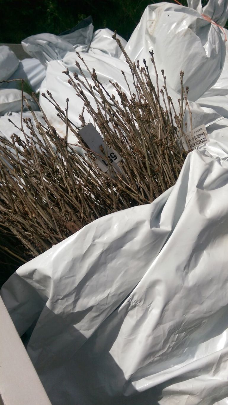 New young trees to be planted at Cwmcarn