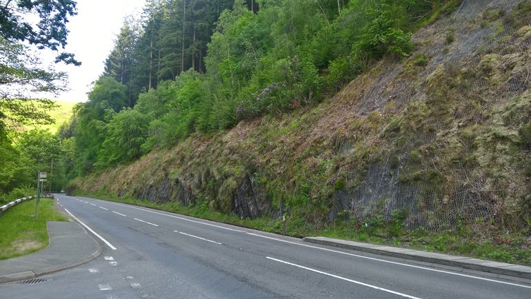 Trees on a hillside that could be removed
