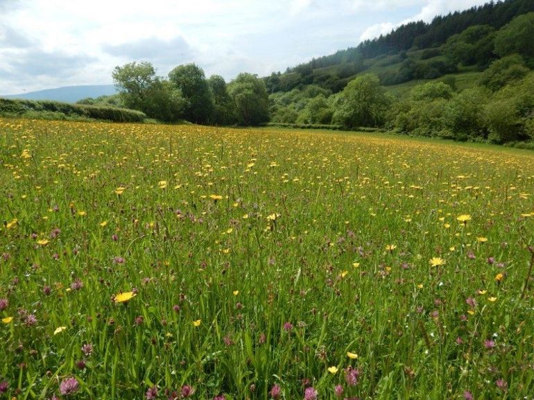 view of grasslands