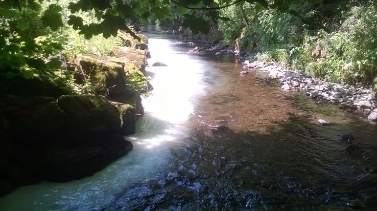 Milk pollution in the Nant Mudduch river