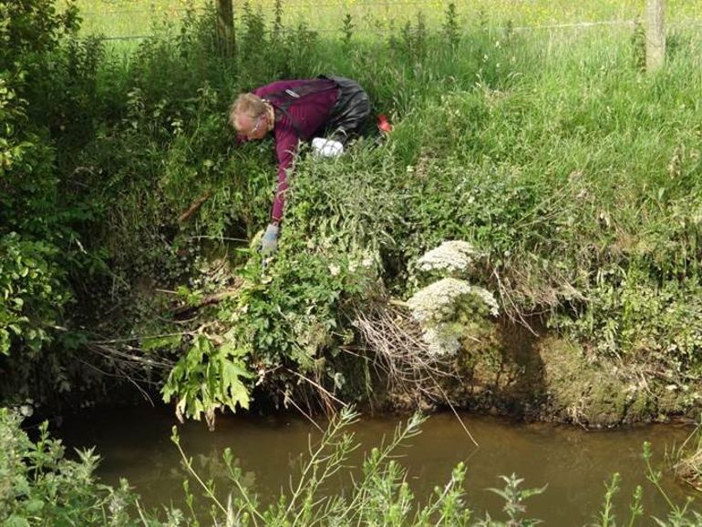 Adrian Moore inspecting the Giant Hogweed in the Afon Soch