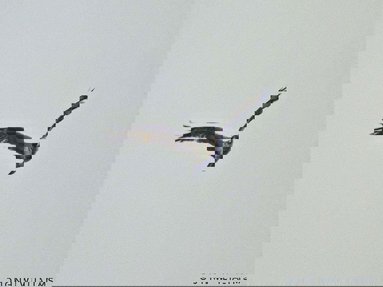 View of an Osprey in flight - copyright John Williams