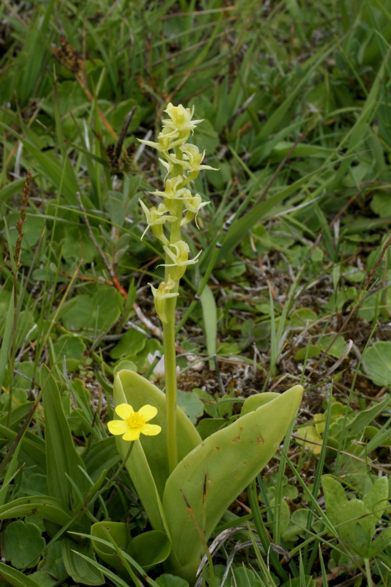Clive Fen orchid