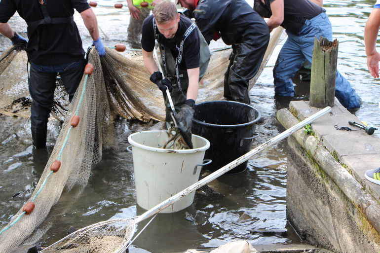 NRW with Newport City Council and local angling clubs to save fish at Fourteen Locks