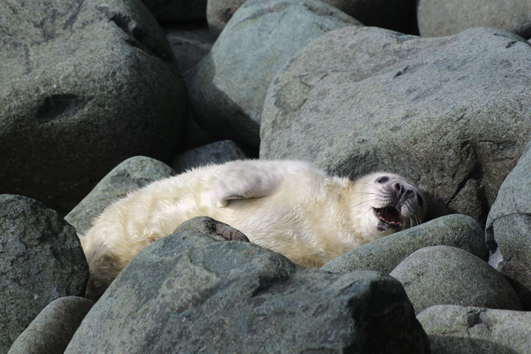Seal pup on the rocks