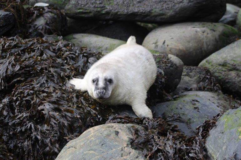 white-coated grey seal pup on the rocks