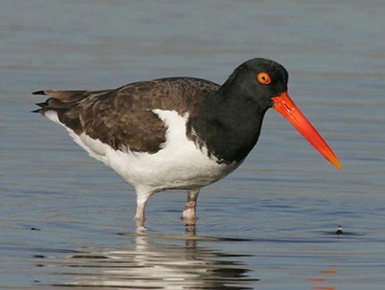 Oystercatcher in the sea