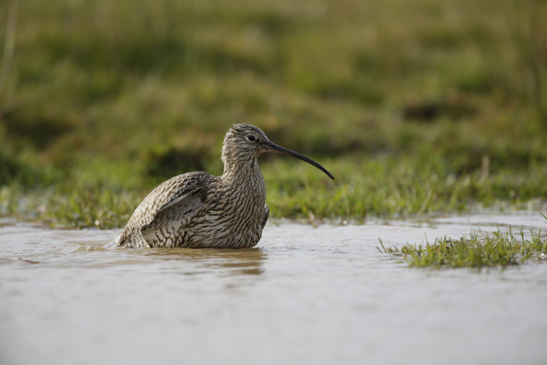 Curlew sitting in a body of water