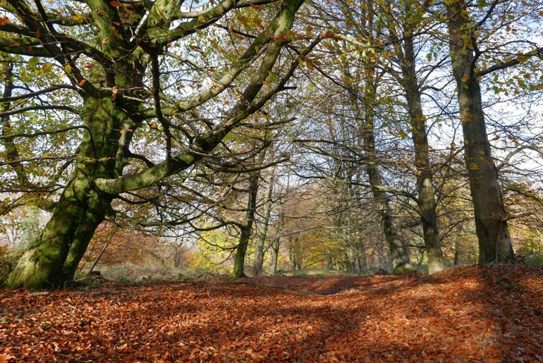 Wentwood forest near Newport