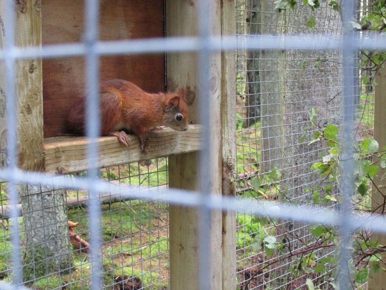 A red squirrel in an enclosed area