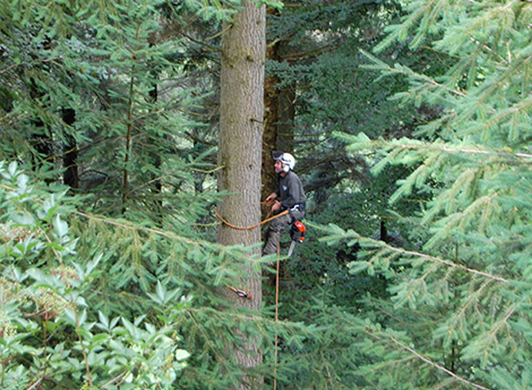 contractor climbing a tree in cwmcarn