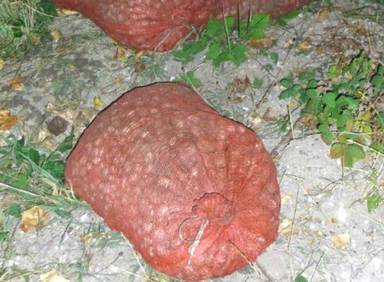 Nets with illegally catch cockles.