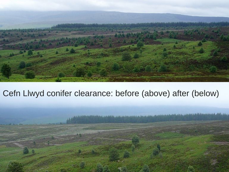 Cefn Llwyd Conifer Clearance- before and after pictures