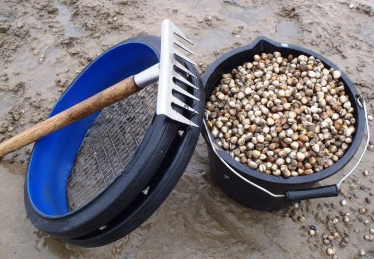 Cockling equipment next to a bucket filled with cockles