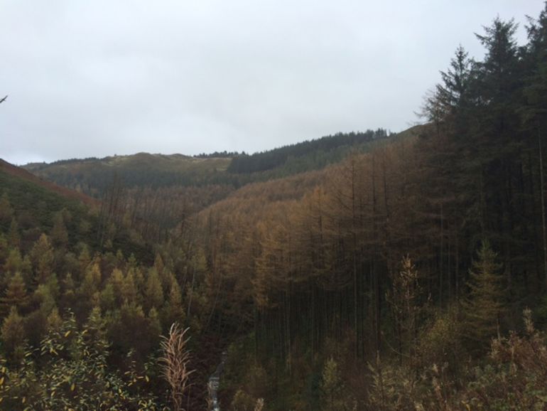 View of the Nant yr Arian forest