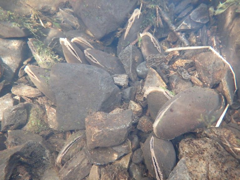 Freshwater Pearl Mussel