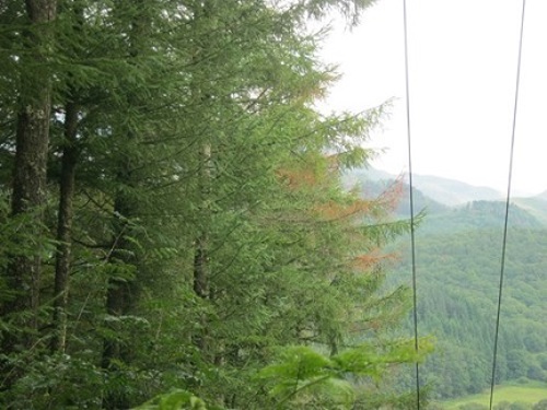 clefyd gwywo'r canghennau P. ramorum – Canghennau oren marw ar larwydd wedi'u heintio â Phytophthora hawlfraint CNC Sam Milner clefyd gwywo'r canghennau P. ramorum – Canghennau oren marw ar larwydd wedi'u heintio â Phytophthora hawlfraint CNC Sam Milner