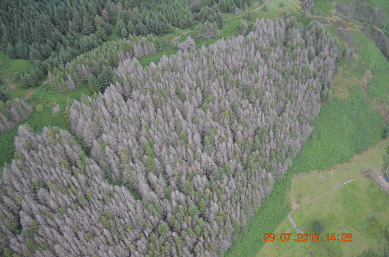 Phytophthora ramorum o'r awyr 1 – Llarwydd wedi marw oherwydd Phytophthora a welir yng nghanopi'r goedwig © CNC Sam Milner