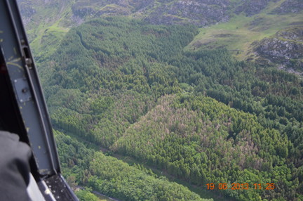 P. ramorum o'r awyr 2 – Llarwydd wedi marw oherwydd Phytophthora a welir yng nghanopi'r goedwig – hawlfraint CNC Sam Milner P. ramorum o'r awyr 2 – Llarwydd wedi marw oherwydd Phytophthora a welir yng nghanopi'r goedwig – hawlfraint CNC Sam Milner