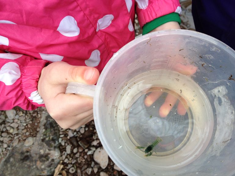 Crayfish in a jug