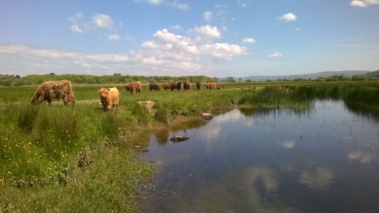 Cattle grazing by Cors Caron bog